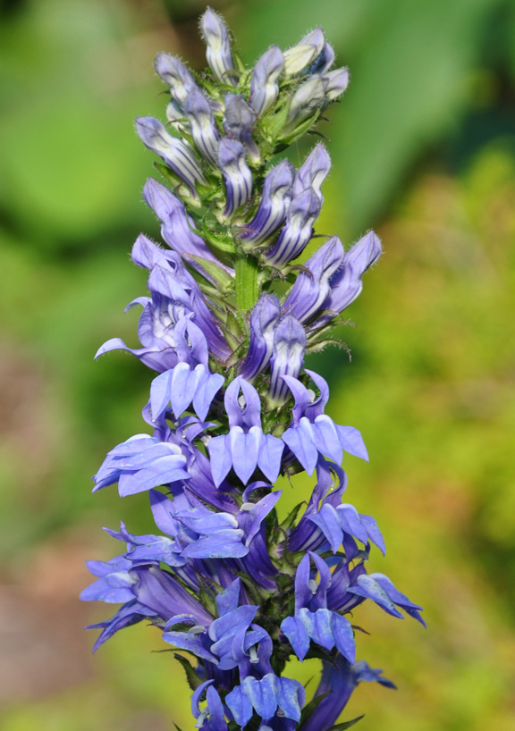 Three Dogs in a Garden L is for Lobelia