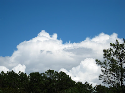 Landscape of a Big cloud over the trees 