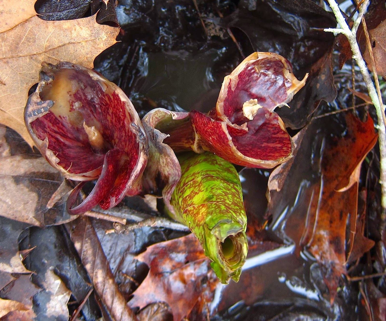 Saratoga woods and waterways Hey! Who's Eating Our First Flower of Spring?