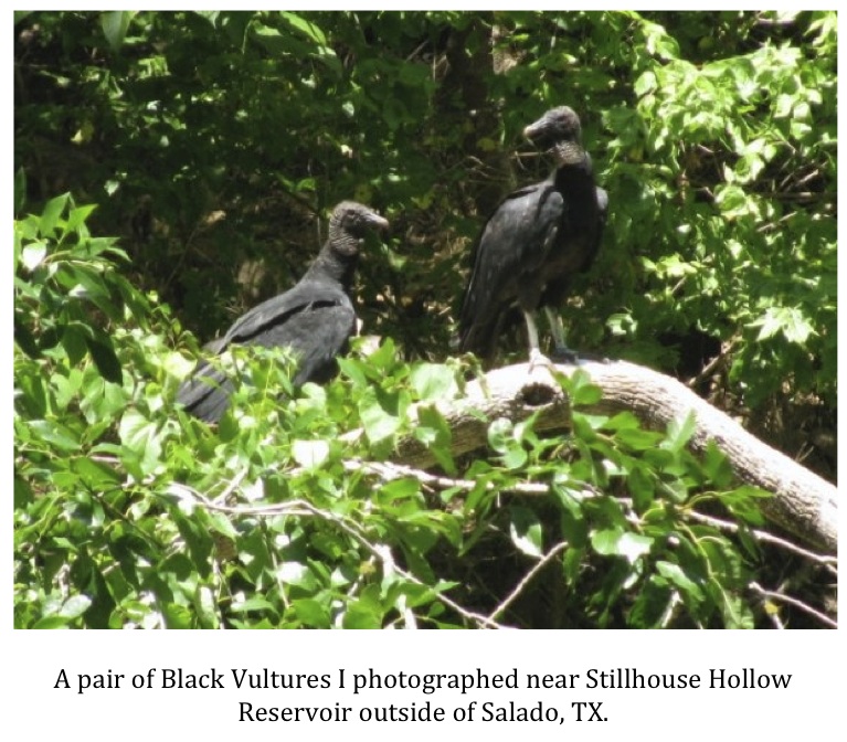 Texas Cryptid Hunter The Killer Vultures of Bell County