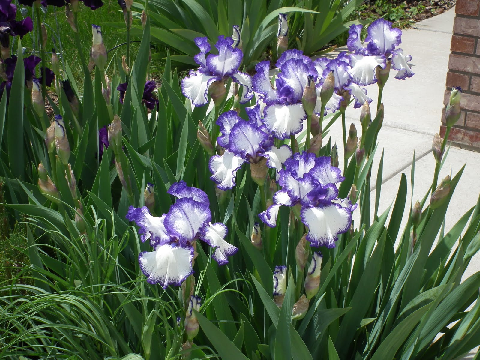 Plum Beadacious Lavish Blooms in My Front Yard * Iris