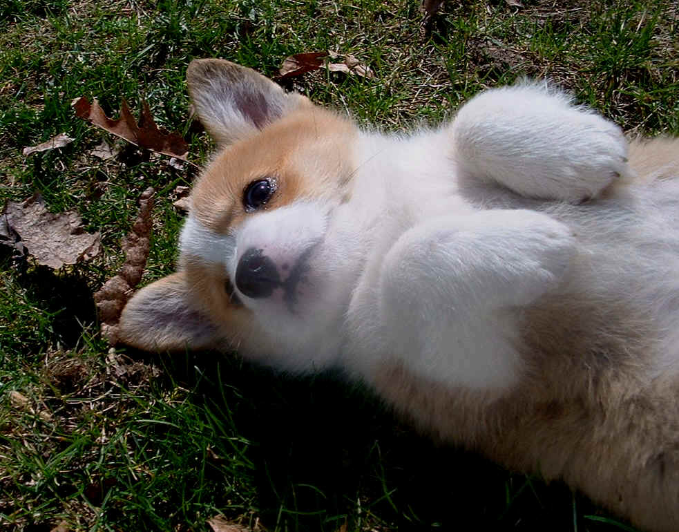 Corgi Puppy Long Island Corgi Puppy Long Island