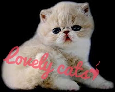 Exotic Shorthair Lovelycats