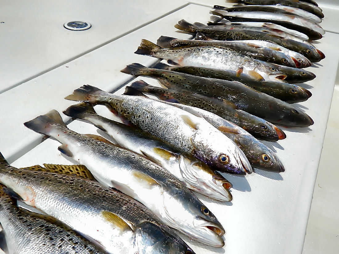 Fishing in Coastal Beach Trout Fishing Fishing for Speckled Trout on