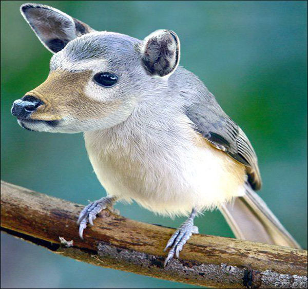Attractive Samples Pet Animal Digital Animals Photography thumb