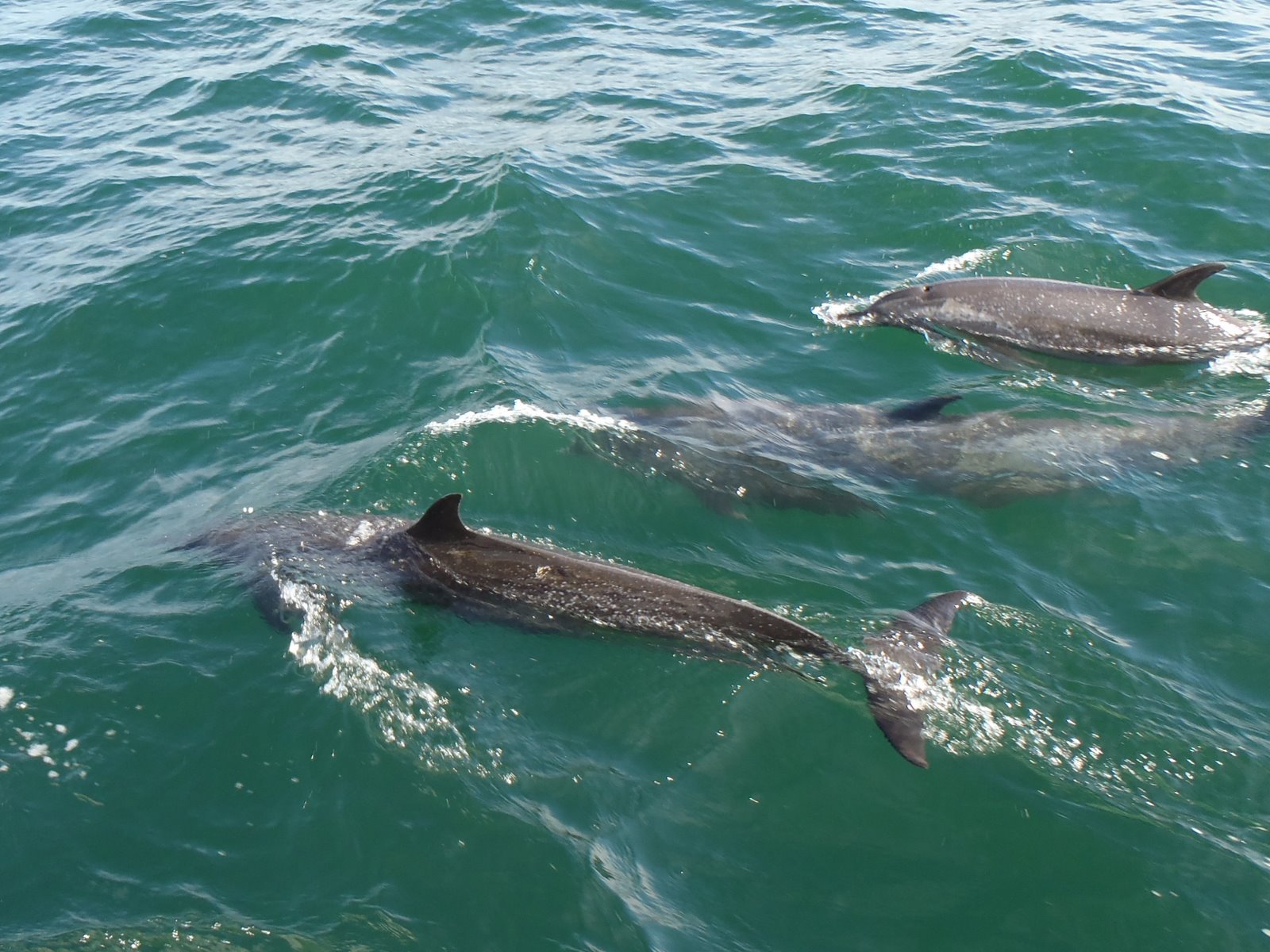 Sailing with Aros Mear From Zihuatanejo to Huatulco