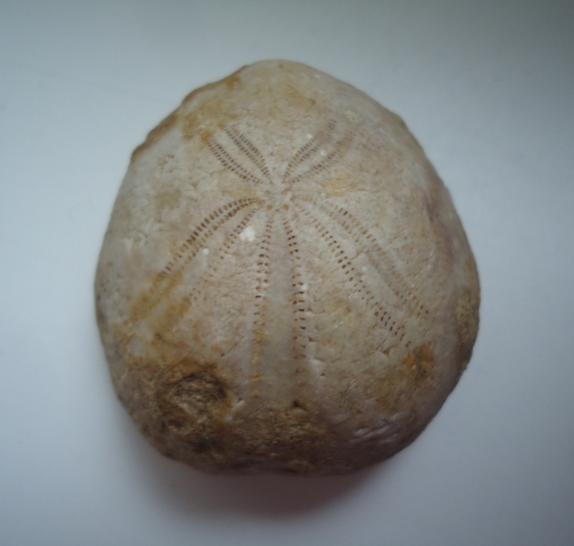 Fossils & Antiques: Beautiful Fossil Sea Urchin Echinoid 40mm