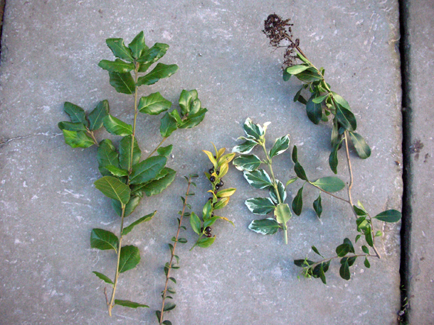 Gwenfar S Garden And Other Musings Spring Is Coming