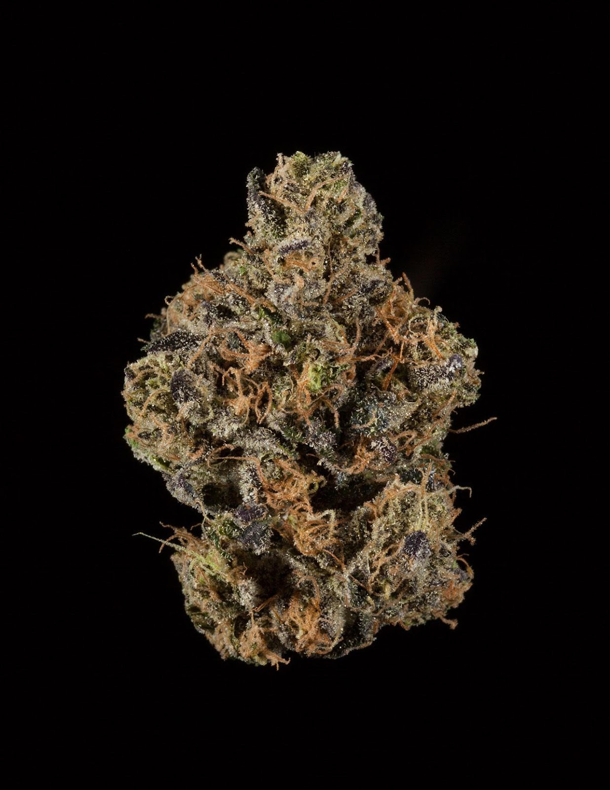 Northern Emeralds Sapphire Kush Northern Emeralds Sapphire Kush