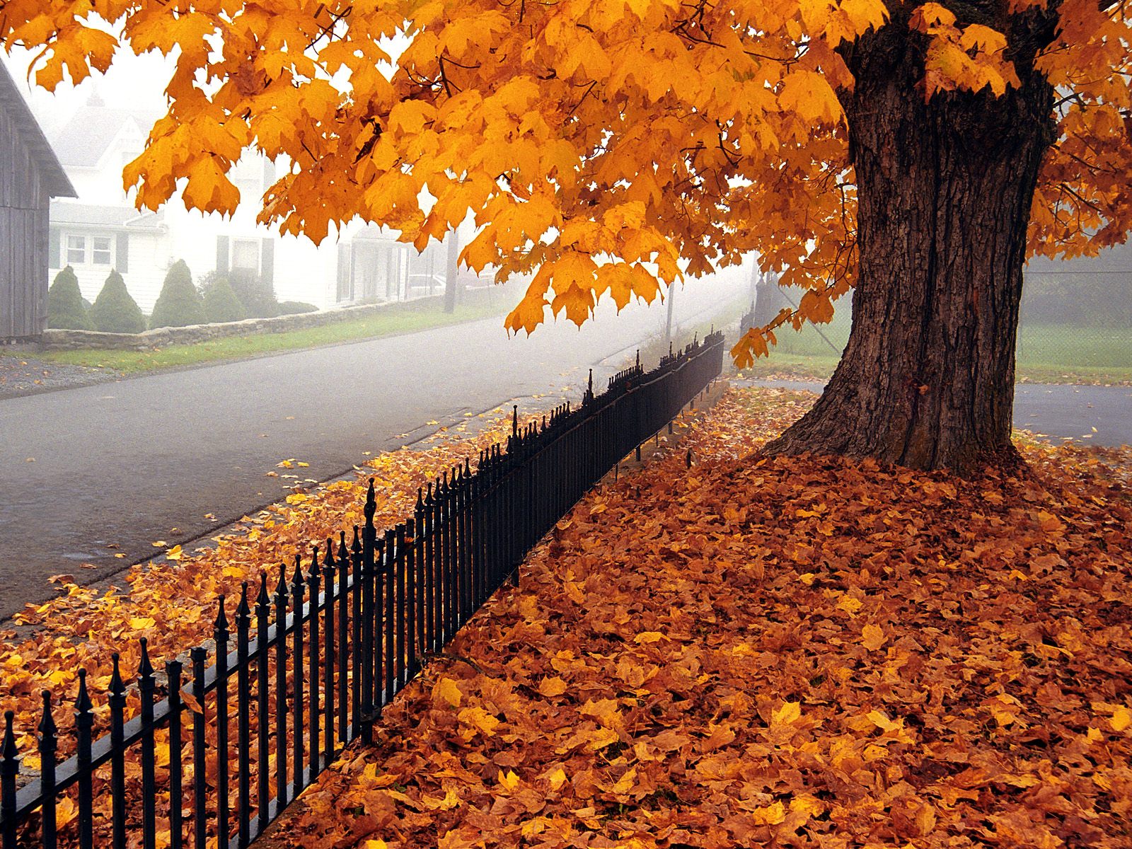seasonal autumn