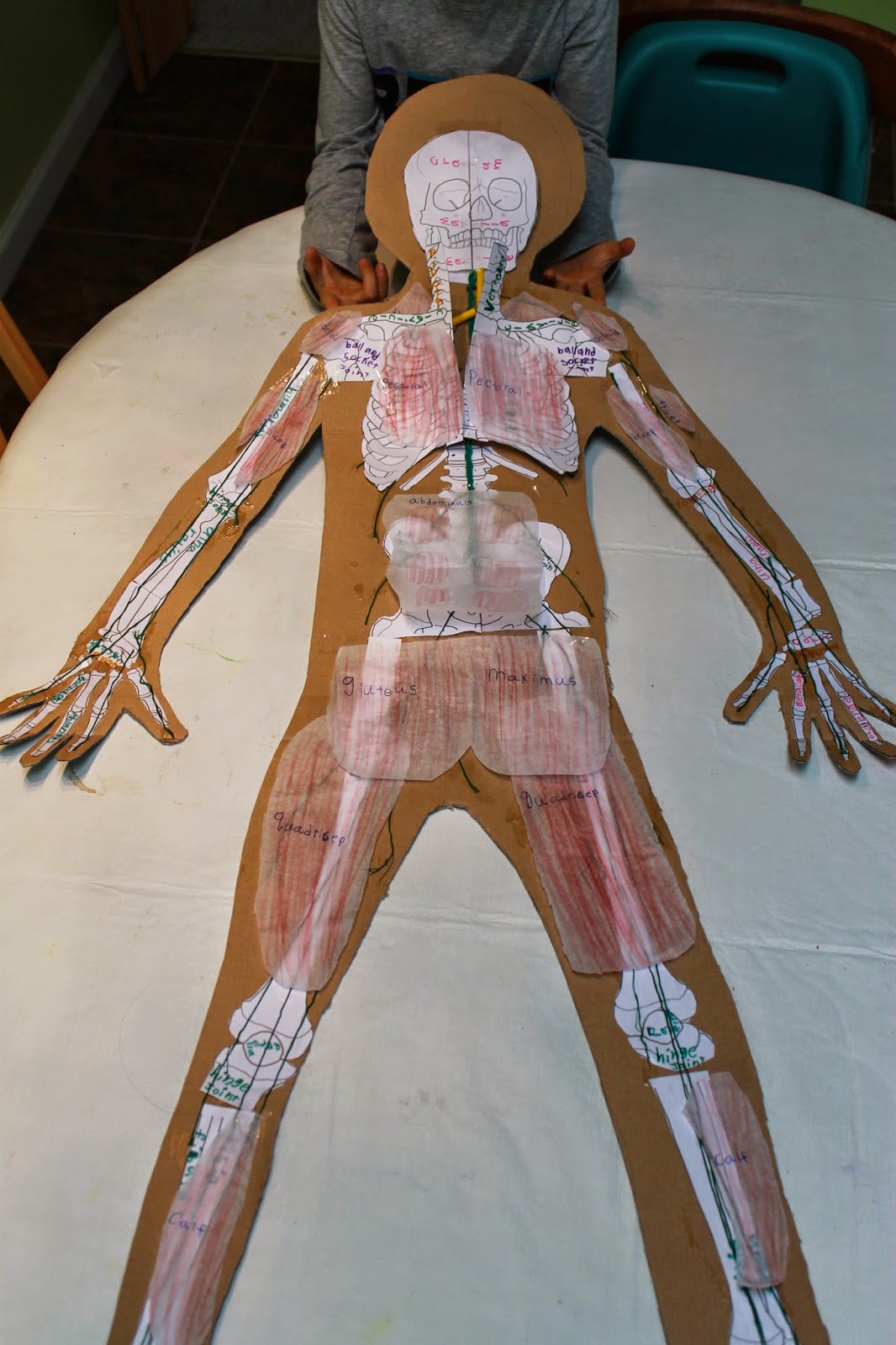 You want to learn about What??: Human Anatomy-the Muscular System