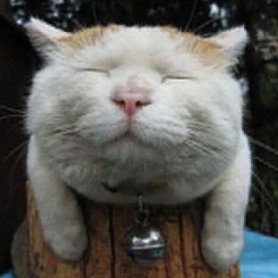 93 Foto Gambar Kucing Hormat Terlihat Keren 93 Foto Gambar Kucing Hormat Terlihat Keren