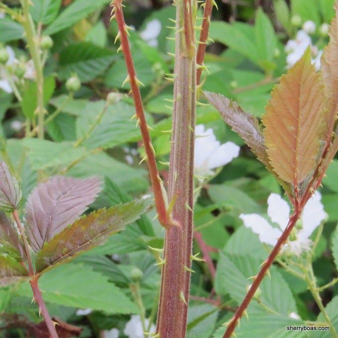 Simply Living Blackberry pie for breakfast?