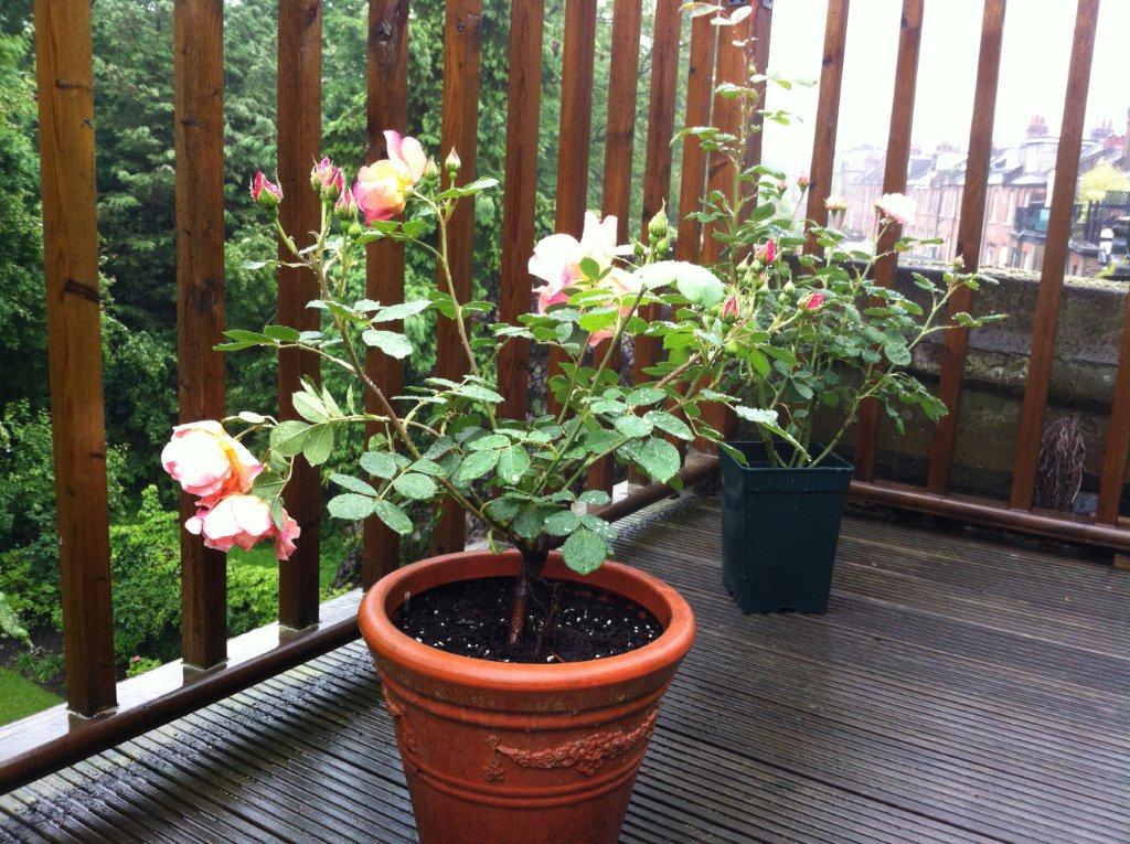 イギリス バラ日記 倒れるﾌｧｲﾃｨﾝｸﾞﾃﾒﾚｰﾙ Fighting Temeraire