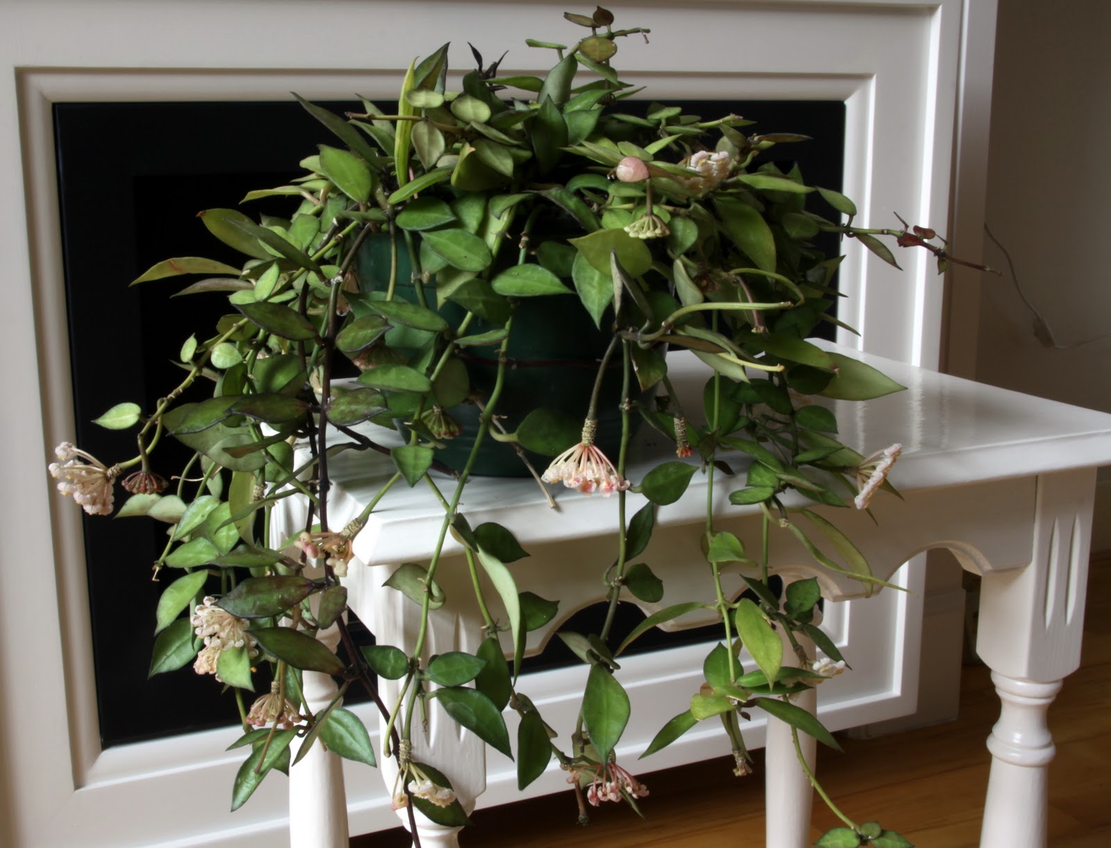 Хойя В Интерьере