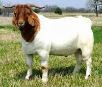 koleksi foto gambar kambing boer terlengkap - usahaternak