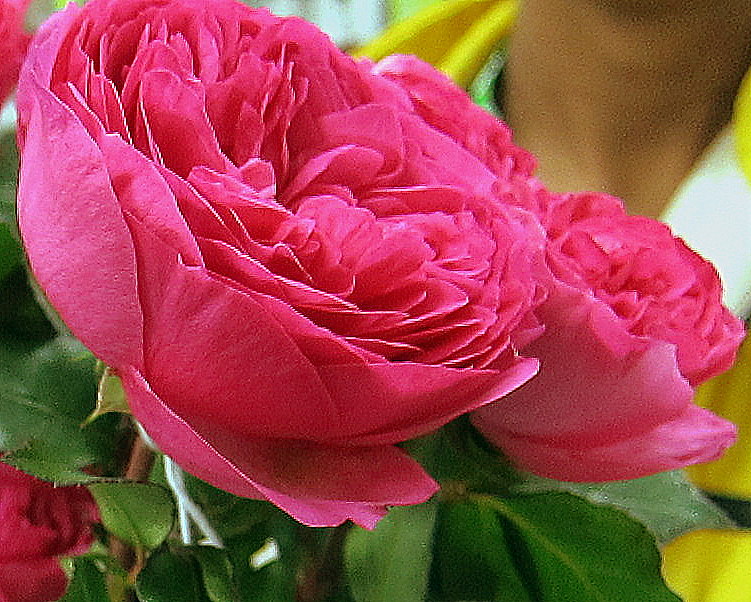 Andean Arabian Flowers August 2011