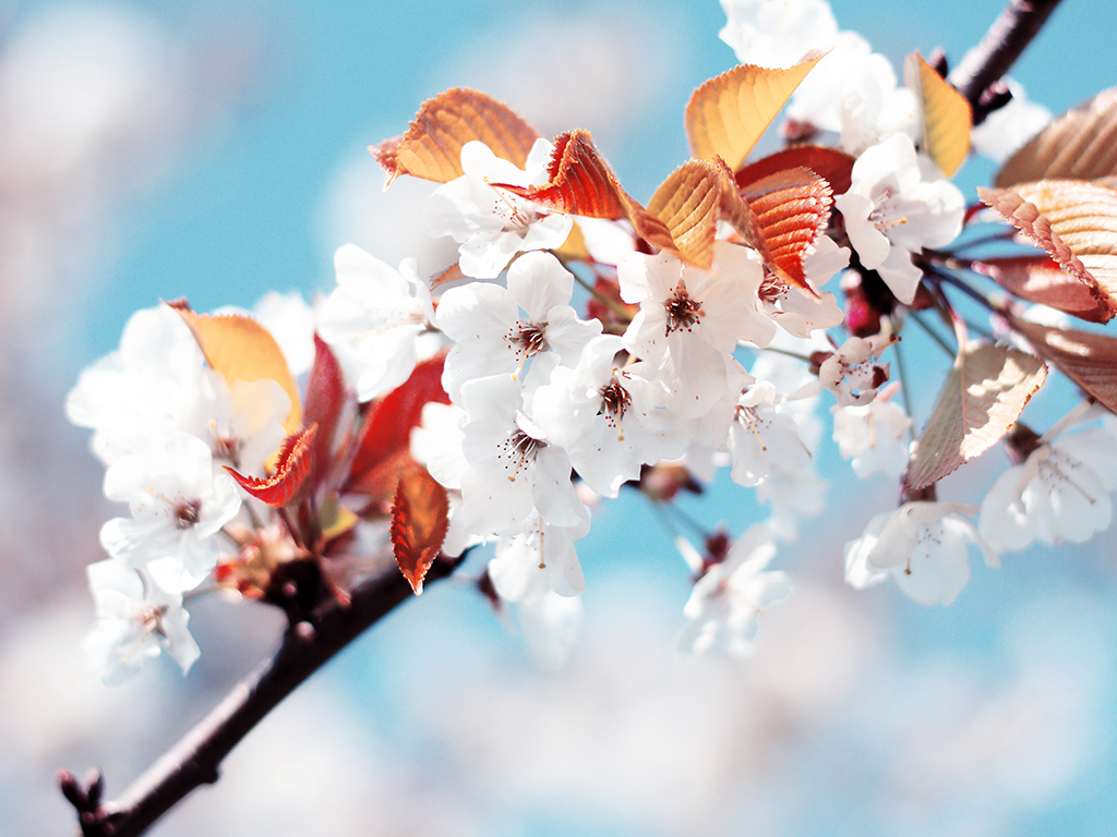 http://2.bp.blogspot.com/-eWUoaCT6wLA/TqFwEzYbEHI/AAAAAAAABBk/SuJrZ9GhgwM/s1600/02225_cherryflowers_1024x768.jpg