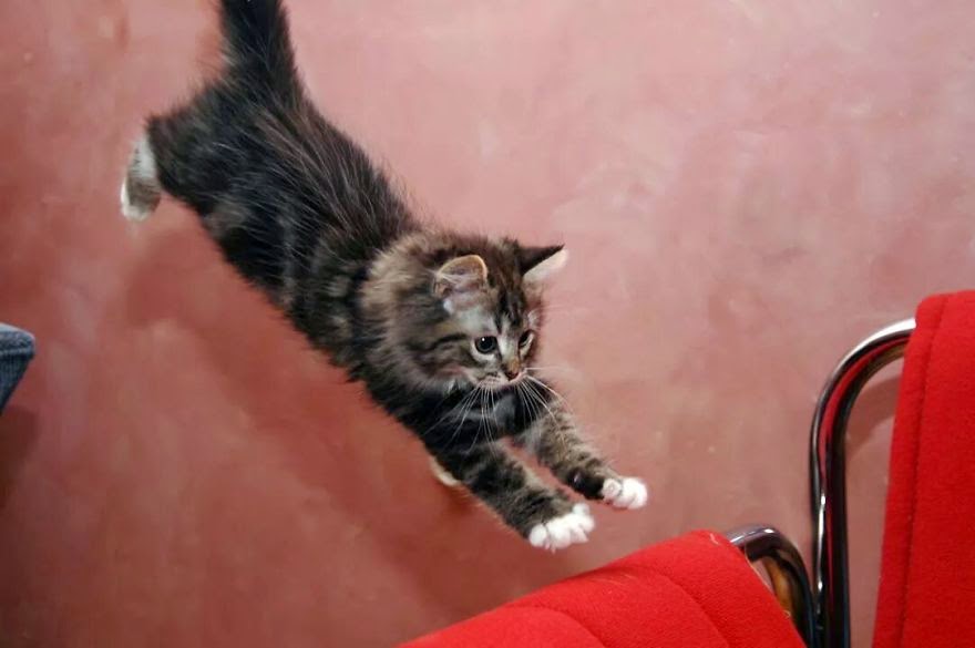 50 Funny Pictures of Cats Jumping free download wallpaper