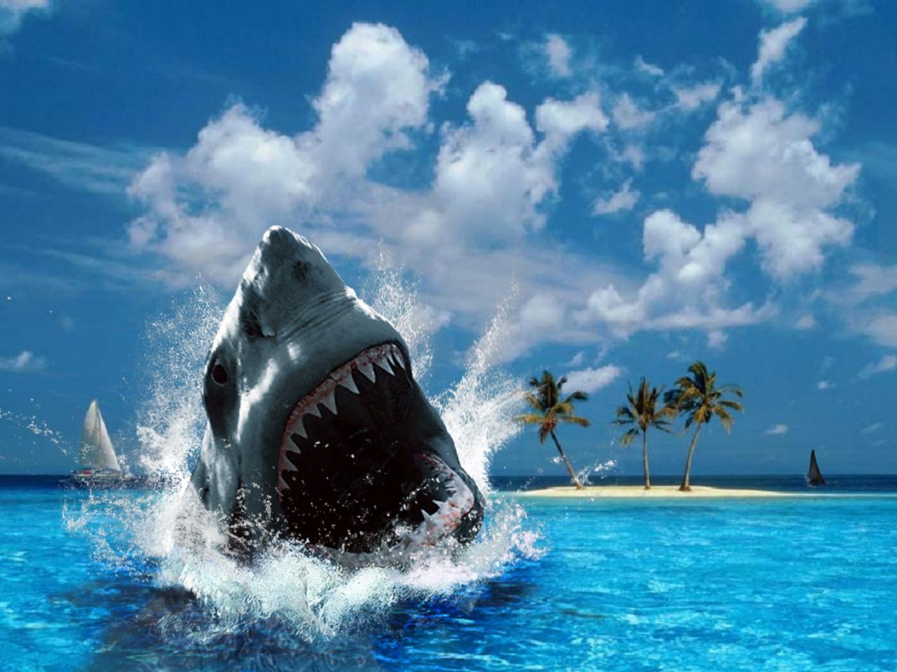 http://2.bp.blogspot.com/-eWtuC2F7NQ4/Tpu80_Z22qI/AAAAAAAAAA8/MNAdmI2F8P0/s1600/Sea%2BFish%2BWallpaper%2BHD.jpeg