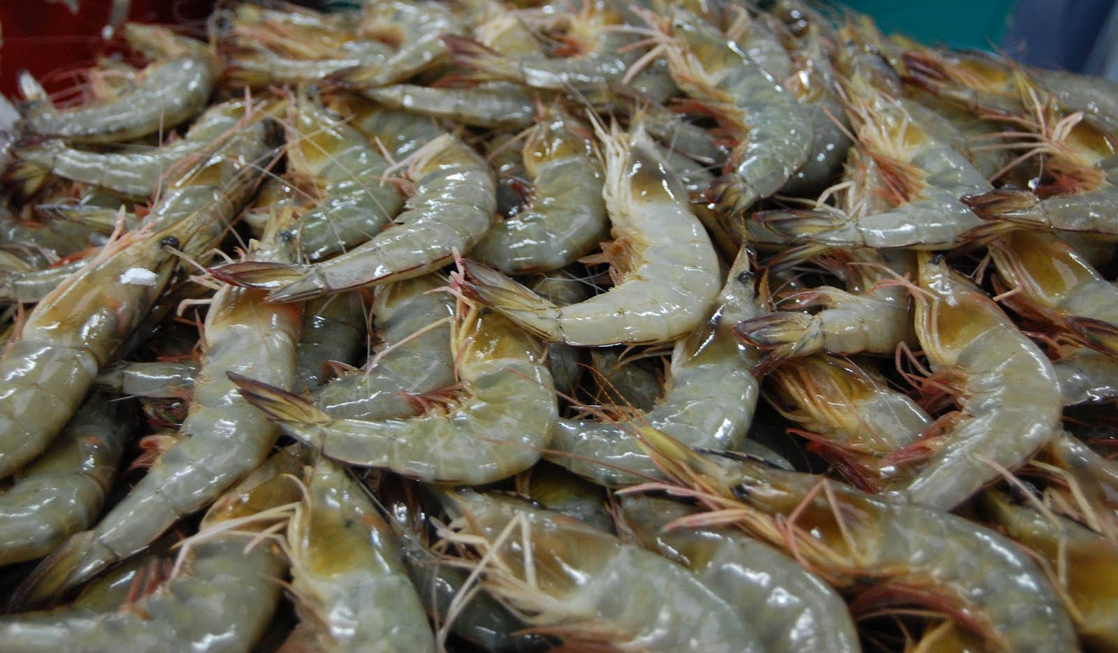 gambar udang