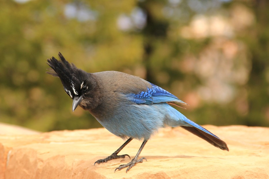 Nevada And Utah Stellar Jay