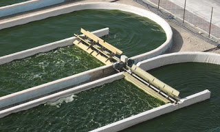 Algal fuel growing in open ponds
