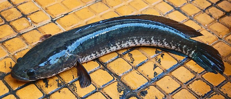 Galaxie Joran: Jenis Ikan Air Tawar
