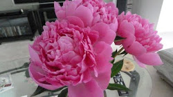 Pink peonies