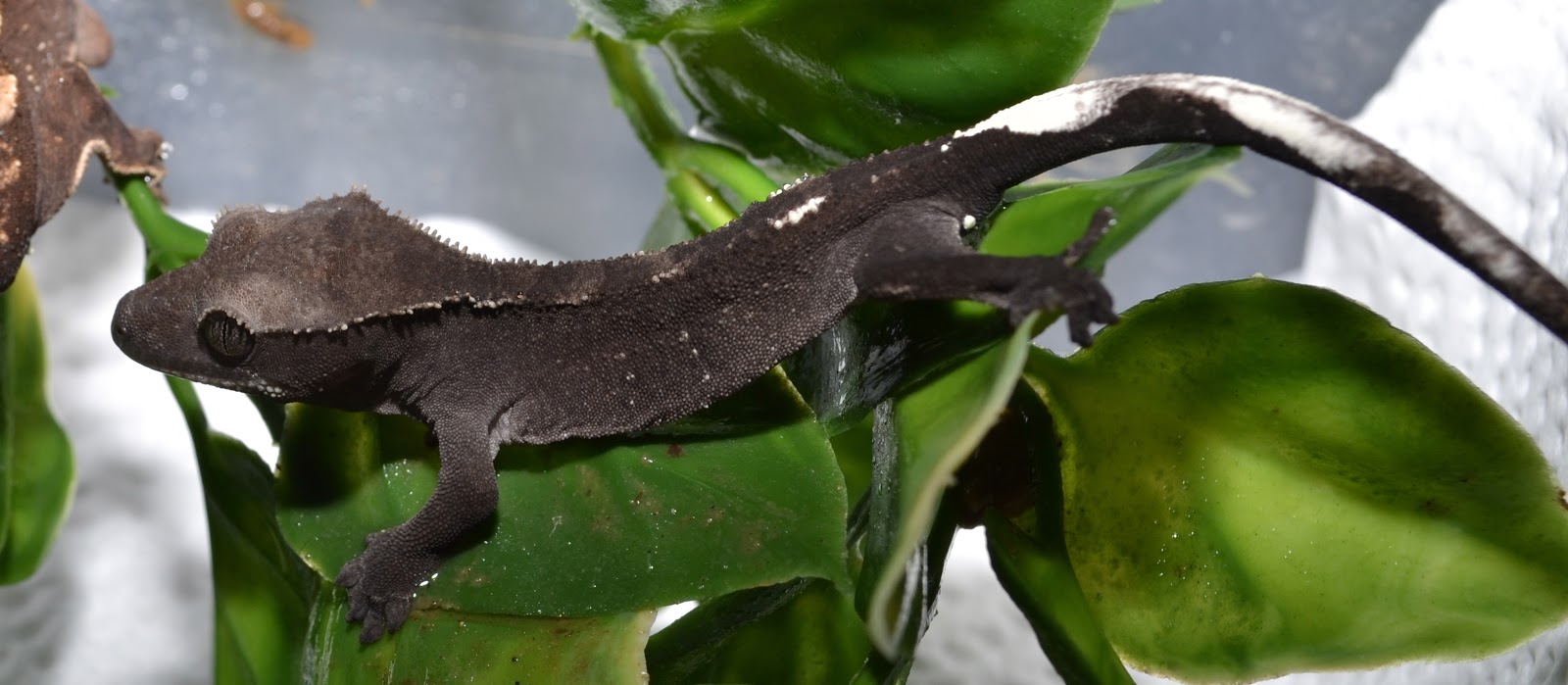 Crested Geckos Blog: October Crested Gecko Update!! August crested