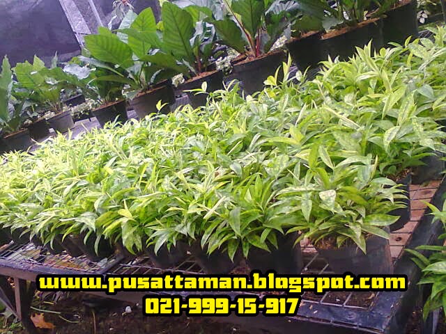 bambu dracena bambu hias jual pohon hias tukang taman bambu dracena bambu hias jual pohon hias tukang taman