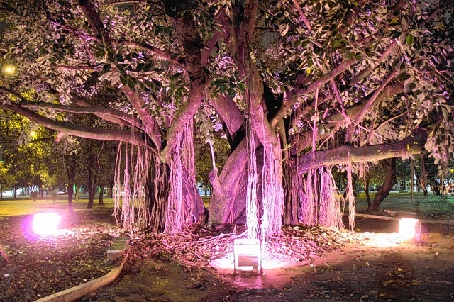 Árvore na praça Portugal