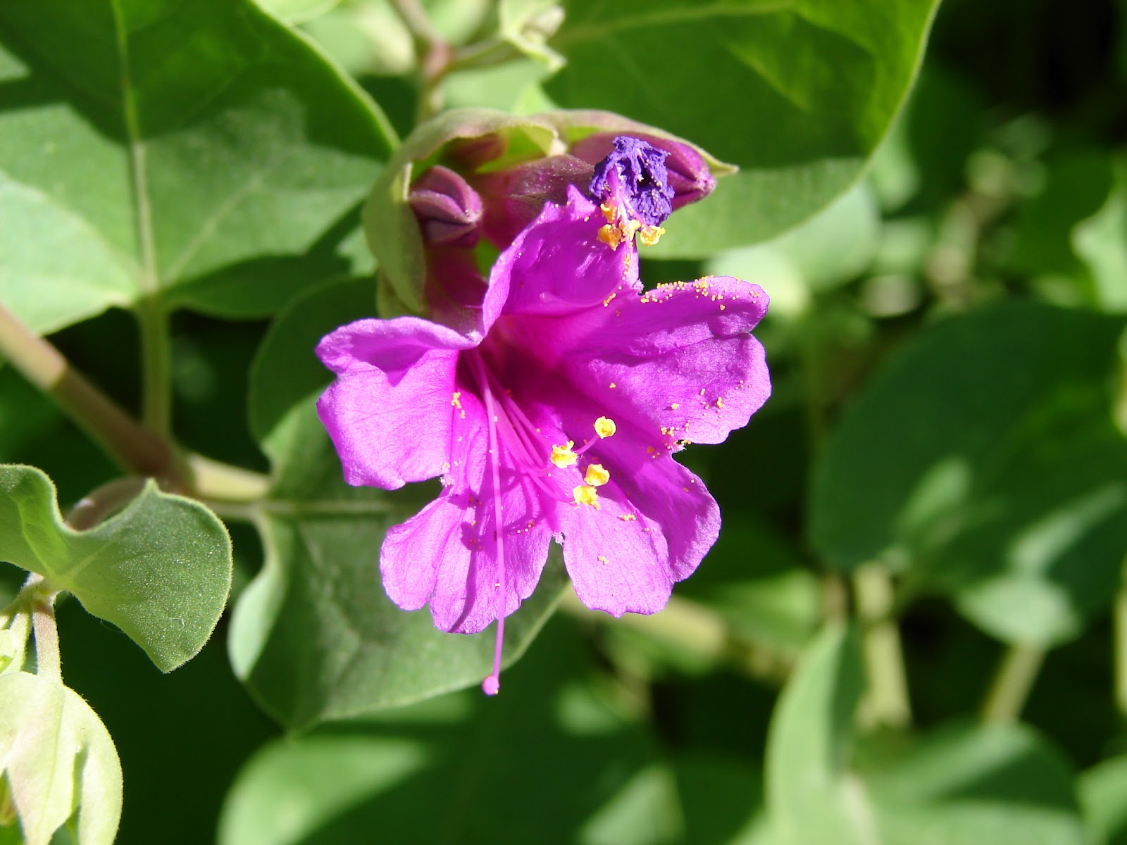 New Utah Gardener Waterwise Plants for Utah