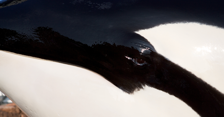 Whales Deep Voices The Second Whale Record Whales Deep Voices The Second Whale Record
