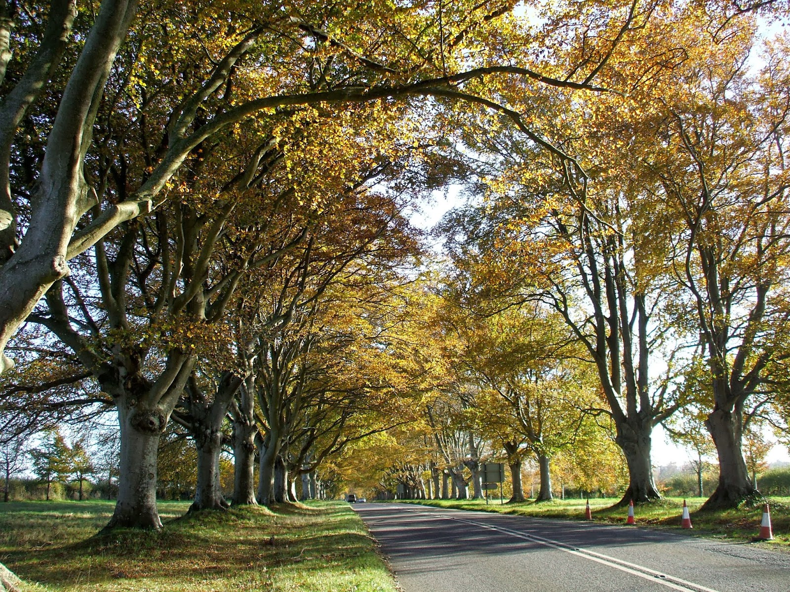 Under the Greenwood tree