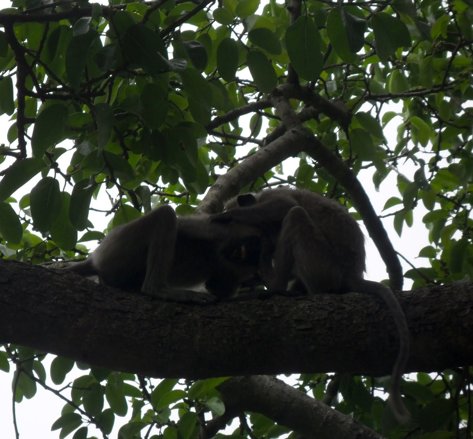 Two Monkeys Wrestling