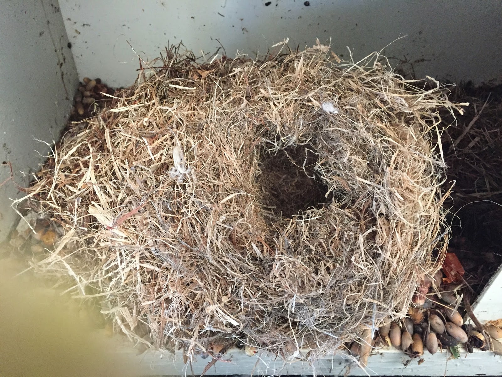 Mr. Pack Rat Peppers for Pack Rats