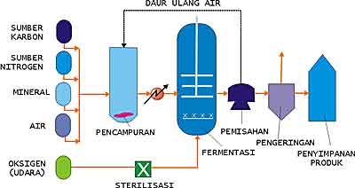 Biologipedia Protein Sel Tunggal