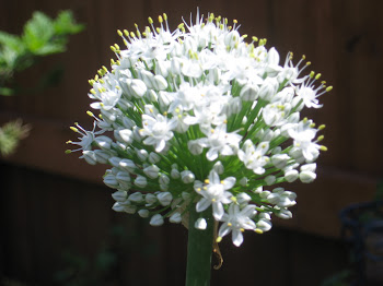 Even Onions Bloom