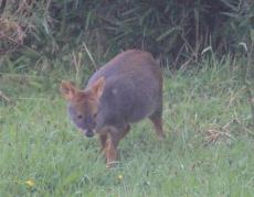 Jovencita pudú