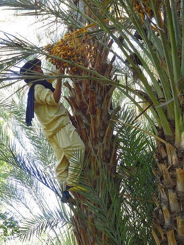 Le Palmier-Dattier, le pivot de l'écosystème des oasis sahariennes
