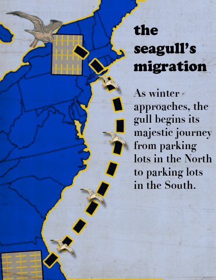 progressive charlestown seagull migration november november calendar