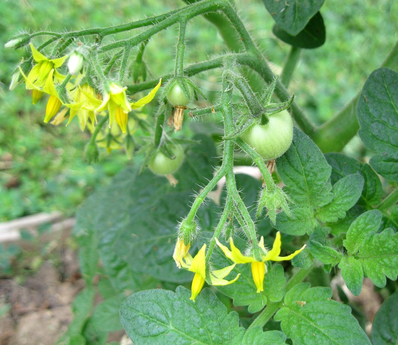 Texan Rose First tomatoes!