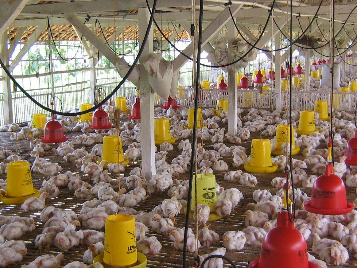 Kandang dan Alat Yang Baik Usaha Budidaya Ayam Broiler Budidaya Usaha