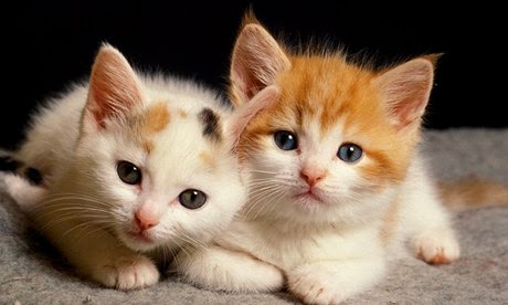 cute-kittens.jpg