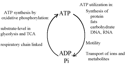 discuss the role of atp in Cellular respiration is the process of oxidizing organic molecules to produce atp used to do biological work oxidation is the process of removing electrons from. discuss the role of atp in Cellular respiration is the process of oxidizing organic molecules to produce atp used to do biological work oxidation is the process of removing electrons from.