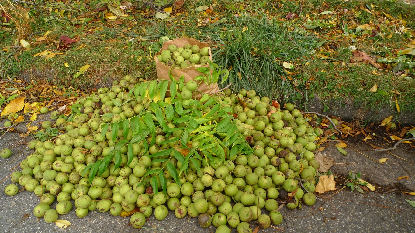 Image result for image of walnut tree with lots of nuts underneath