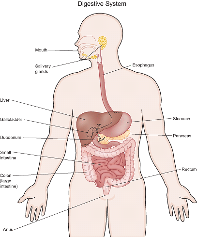 Human Body Digestive System