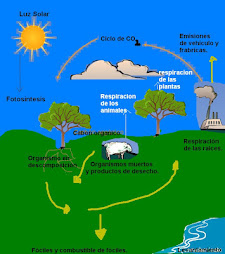 ciclo de carbono