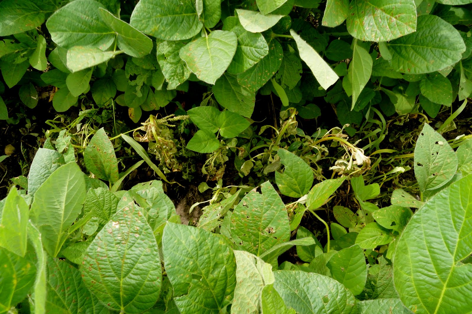 What Does A Soybean Plant Look Like - Plant Ideas